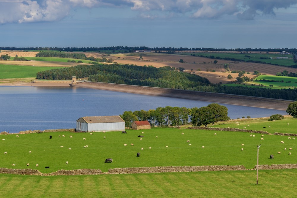 Photo of Derwent Reservoir in County Durham, a large space of water surrounded by fields and grazing sheep and cows.