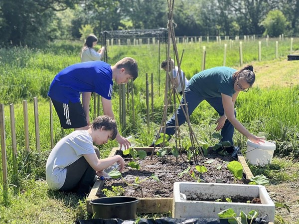 A small handful of children help a volunteer at the Land Haxby, by picking vegetables in a vibrant allotment.